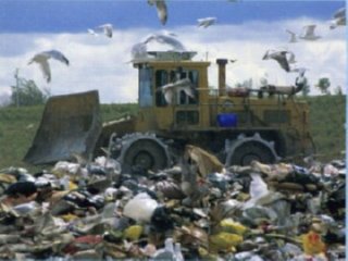 GAVIOTAS BASURERO